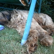 Chlup Migo Bar-Bar Beskydy alias Alf